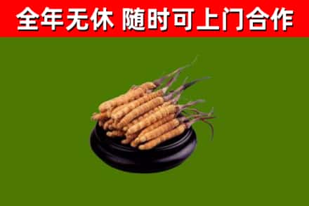 诸暨市烟酒回收冬虫夏草.jpg